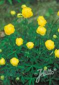 Trollius europaeus